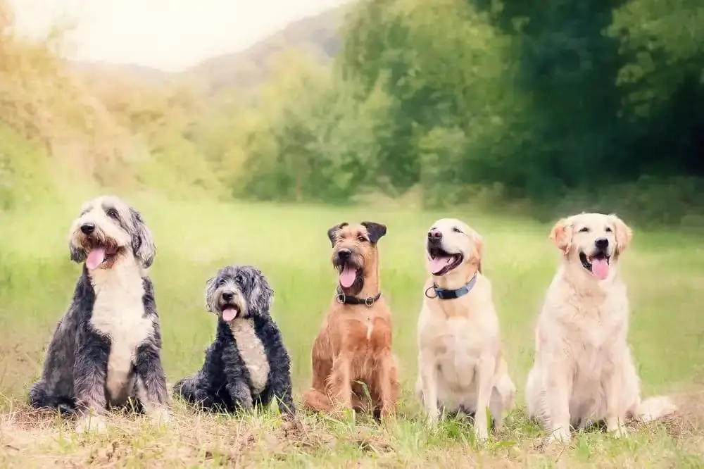 Il ruolo dei prebiotici nella salute digestiva dei cani