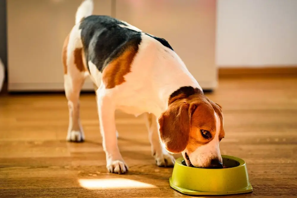 Impacto de los conservantes y aditivos en la salud de los perros