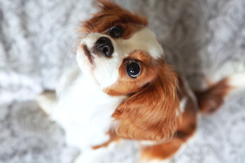 Adozione Cavalier King Charles Spaniel