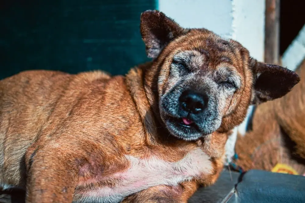 Infecciones bacterianas y fúngicas en perros