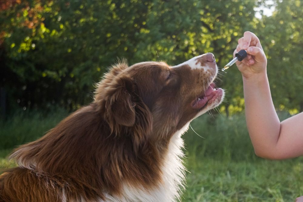 Prodotti e integratori per cani