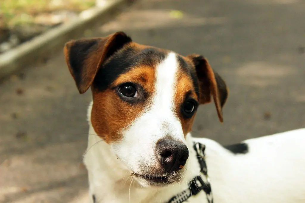 Jack Rusell Terrier: Origen, características y cuidados