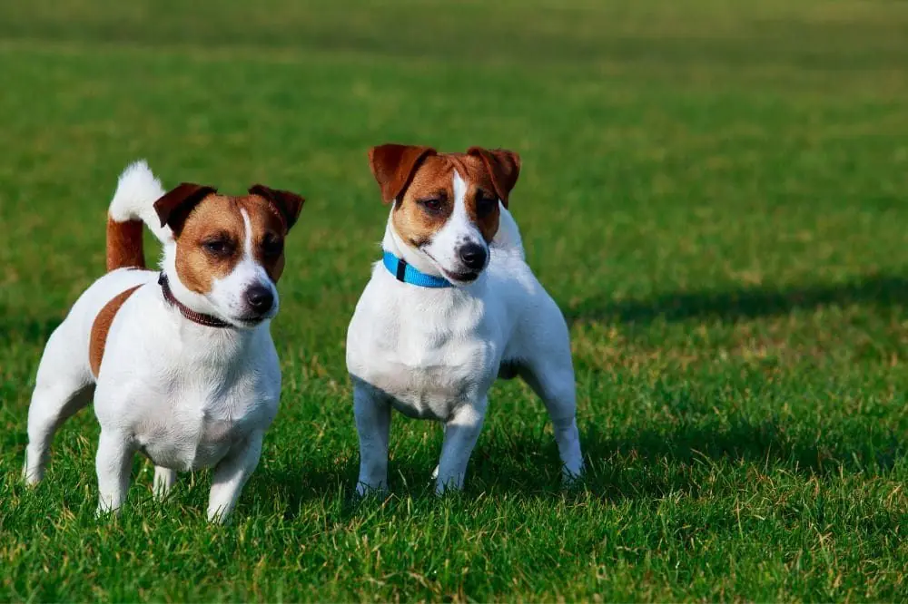 Razza Jack Russell Terrier