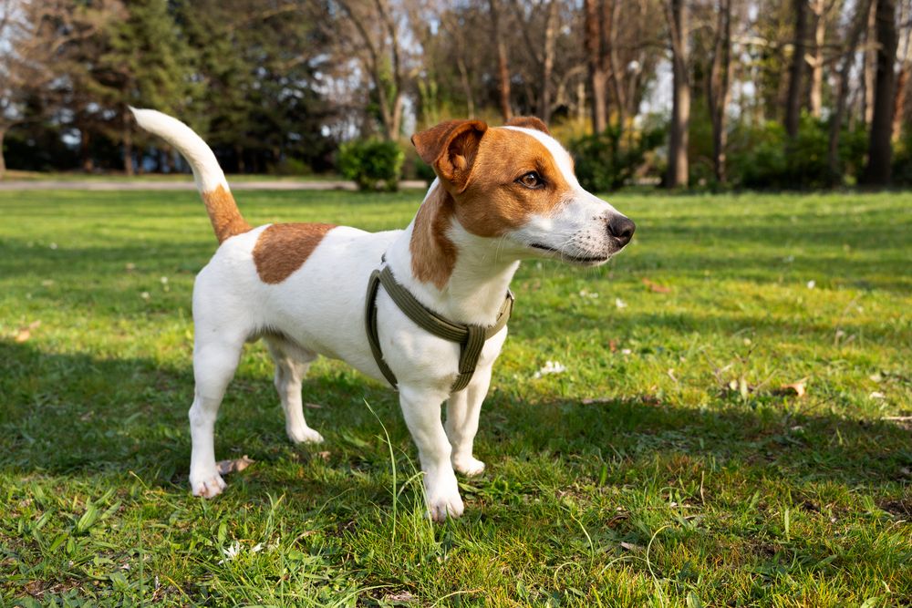 Jack Russell Terrier paseando sobre la hierba.