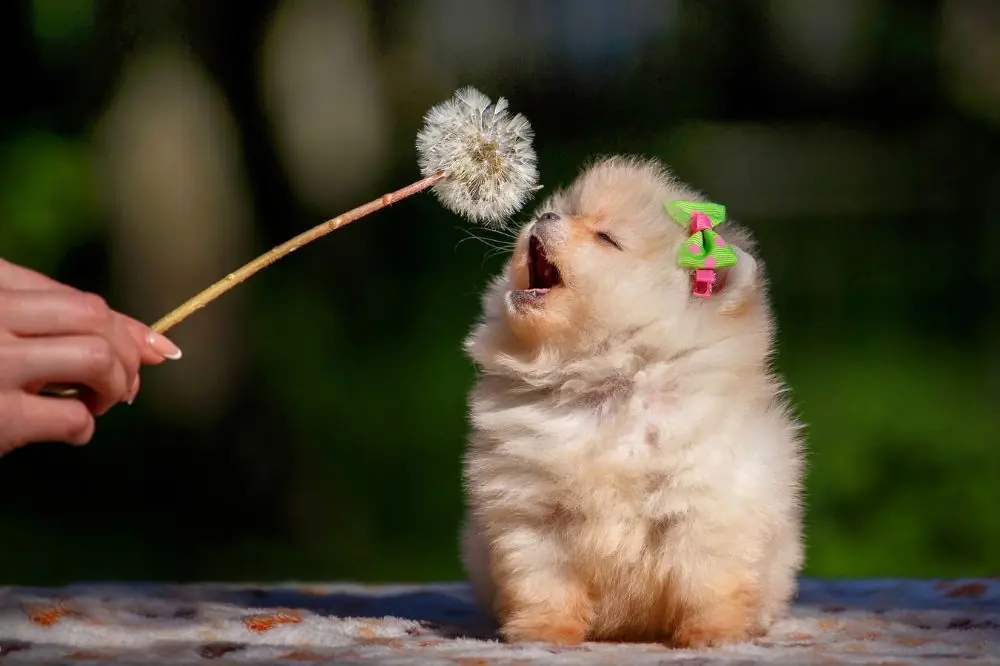 Filosofia di Dogfy Diet sul calcio per cuccioli