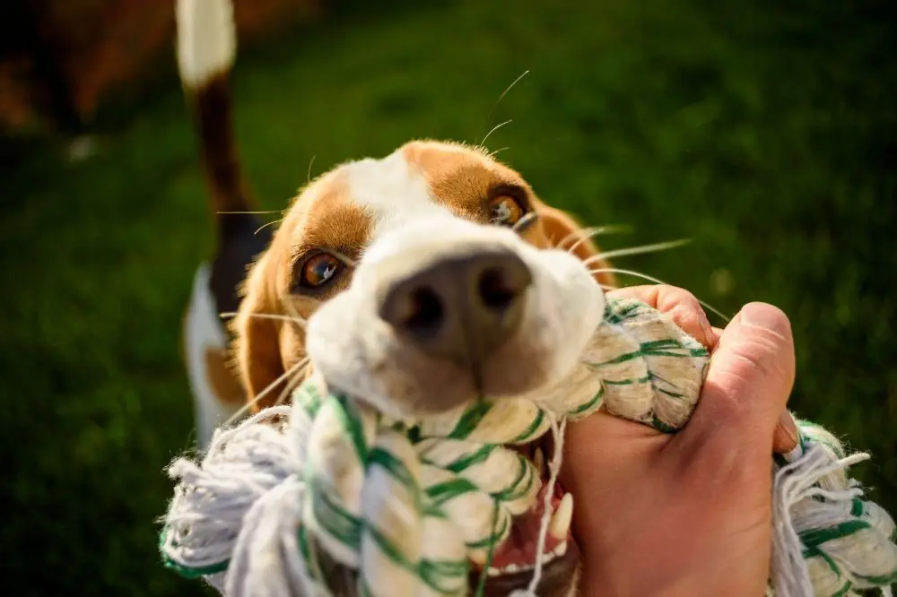 Approccio aziendale al benessere canino