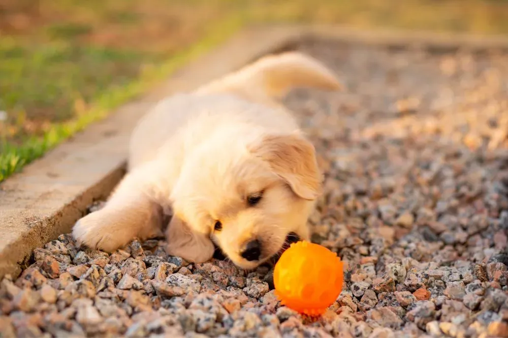 L'impatto del gioco nello sviluppo dei cuccioli