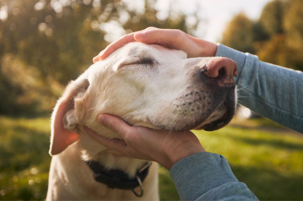 Importancia de continuar la socialización en perros de edad avanzada.