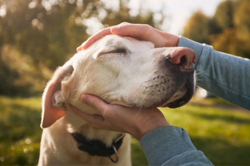 Importancia de continuar la socialización en perros de edad avanzada.
