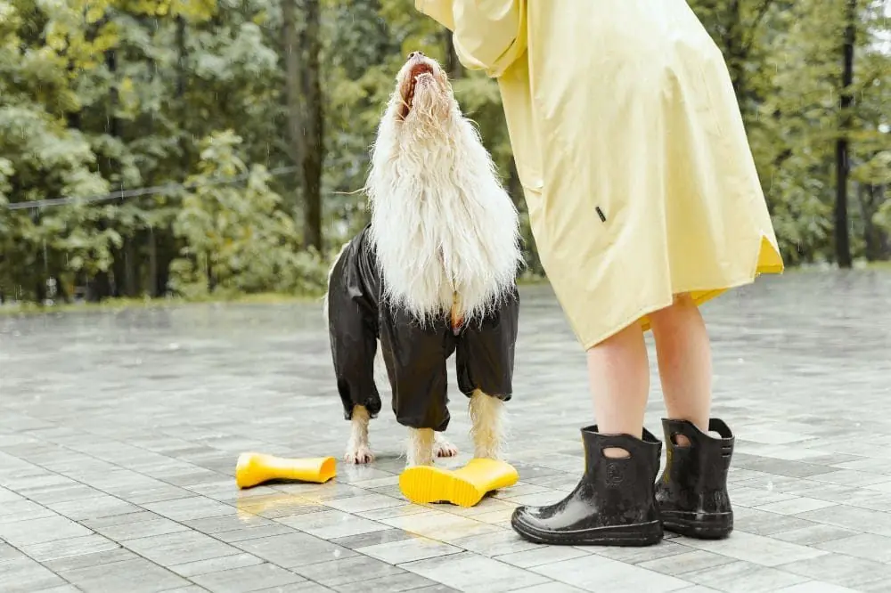Cura della salute mentale del cane