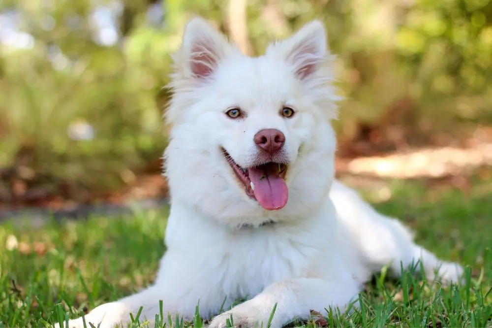 Funcionamiento y beneficios de los prebióticos en el sistema digestivo canino.