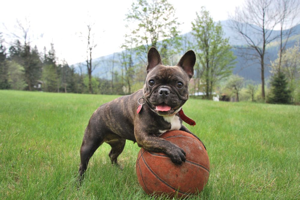 Addestramento canino