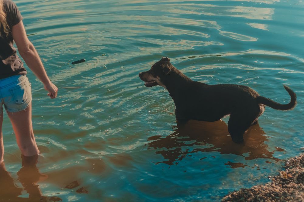 Regulaciones para la presencia de perros en las playas de Andalucía.