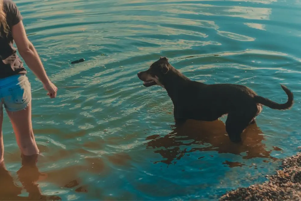 Regulaciones para la presencia de perros en las playas de Andalucía.