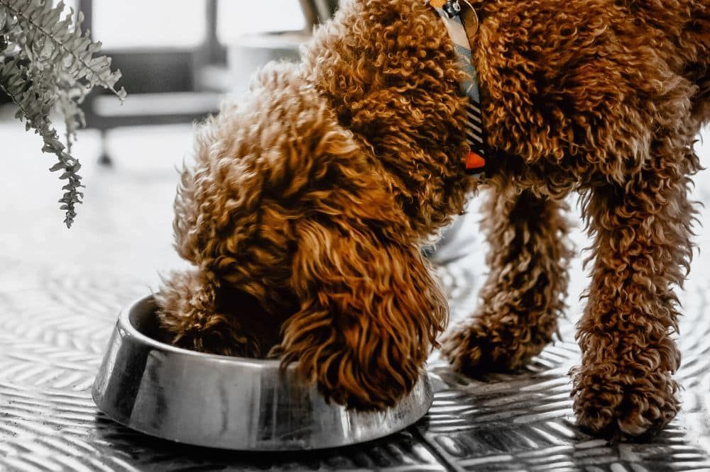 Monitorización de la introducción de carne de buey en la dieta canina y su adaptación.