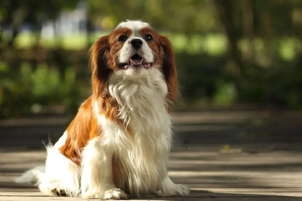 Histoire du Cavalier King Charles Spaniel