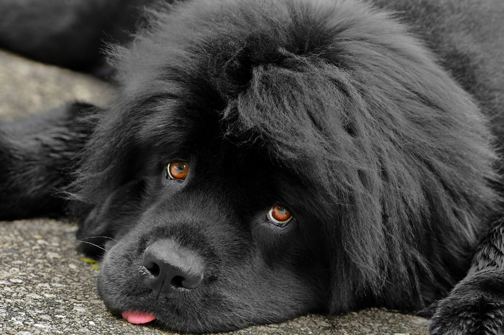 Origini della razza canina