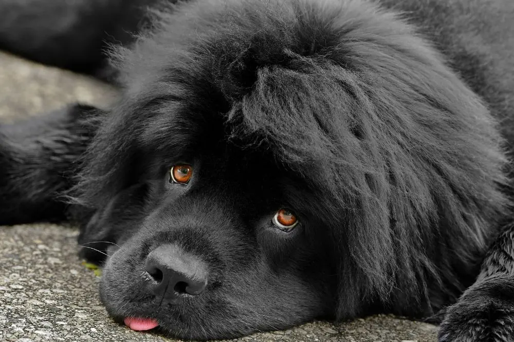 Origini della razza canina