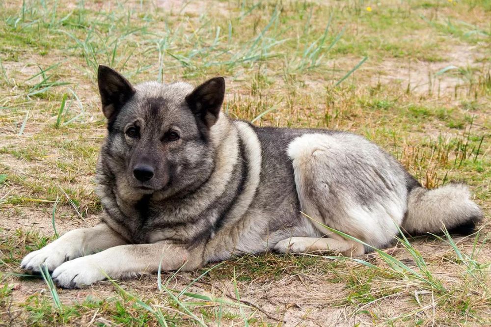 Origini della razza canina