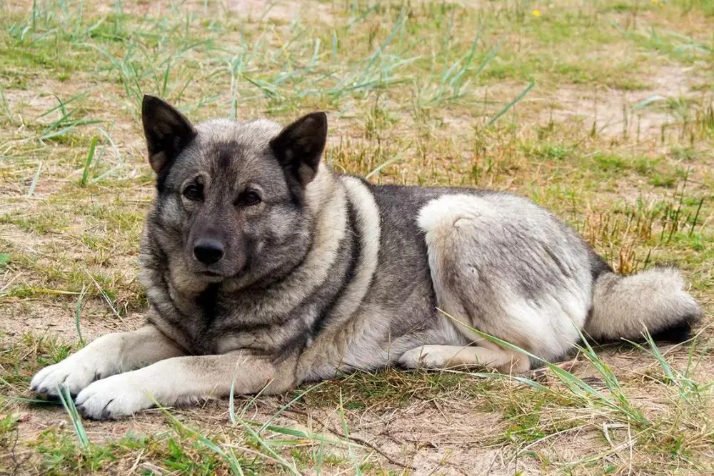 Origini della razza canina