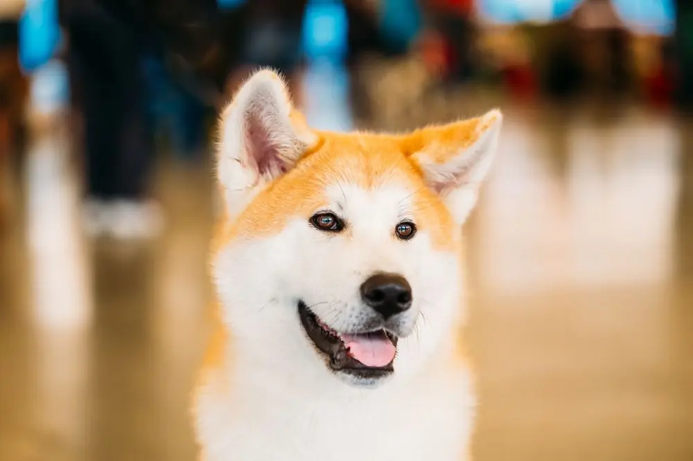 Histoire de l'Akita Inu