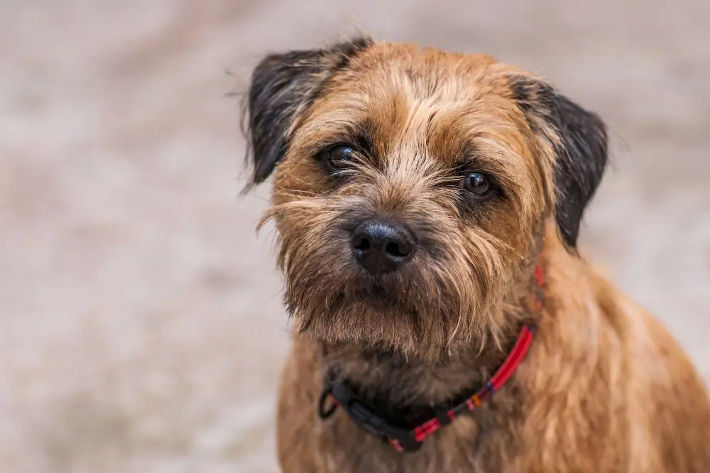 Histoire du Border Terrier