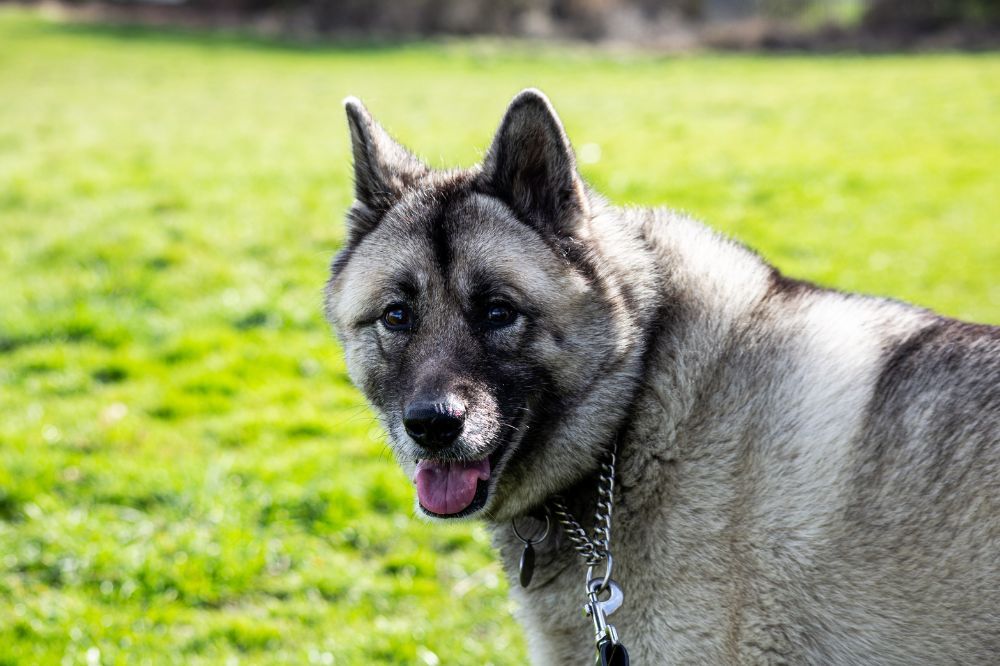 Origine et histoire du Chien d'élan norvégien