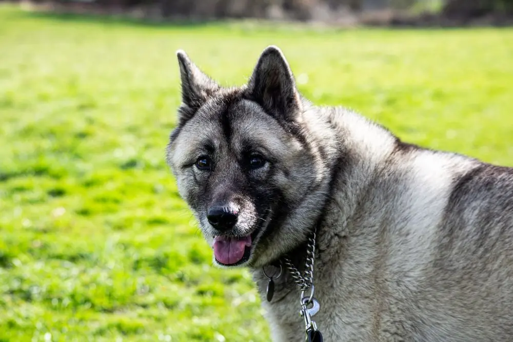 Origine et histoire du Chien d'élan norvégien