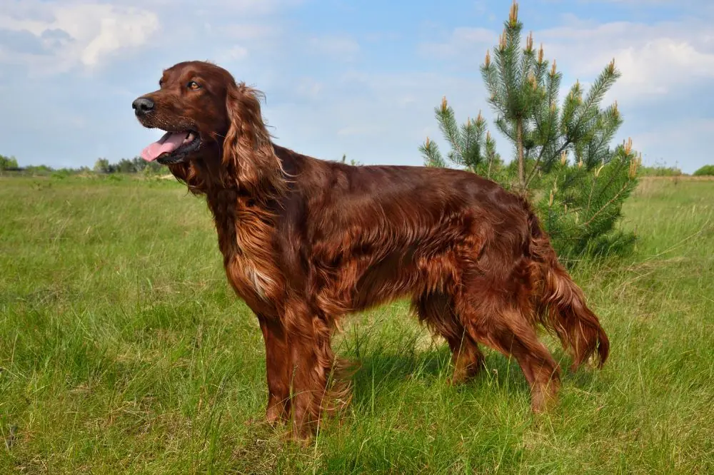 Origine du Setter Irlandais