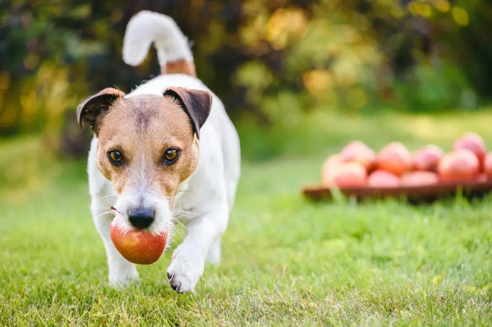 Ingredientes naturales de otoño seguros y saludables para perros.