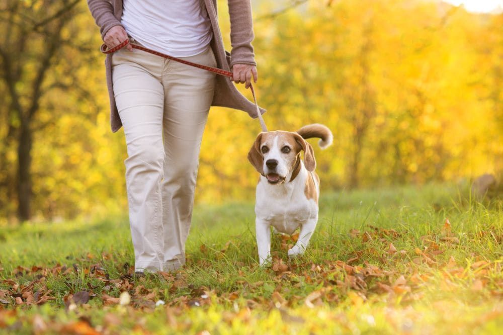 Beneficios de los paseos y caminatas en la naturaleza para perros.