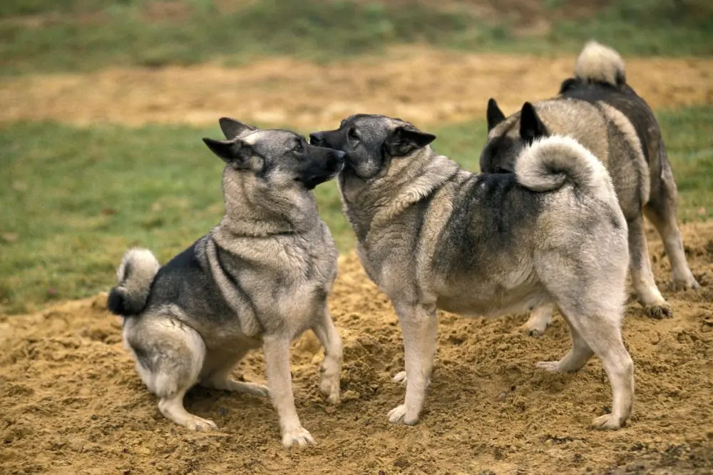 Pelo denso canino