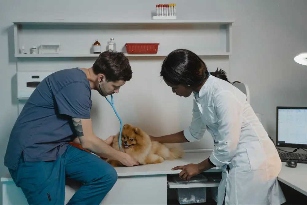 Pericarditis en perros
