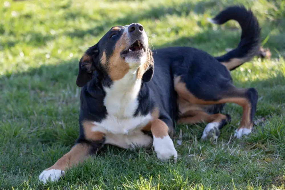 Perros menos ladradores