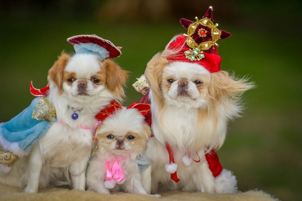 Características de la personalidad y comportamiento del Chin Japonés.
