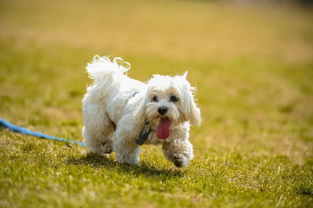 Chien au caractère unique
