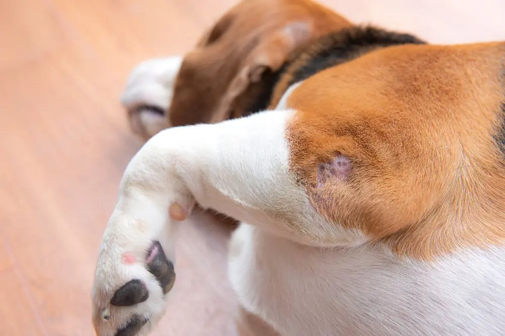 Pioderma en perros
