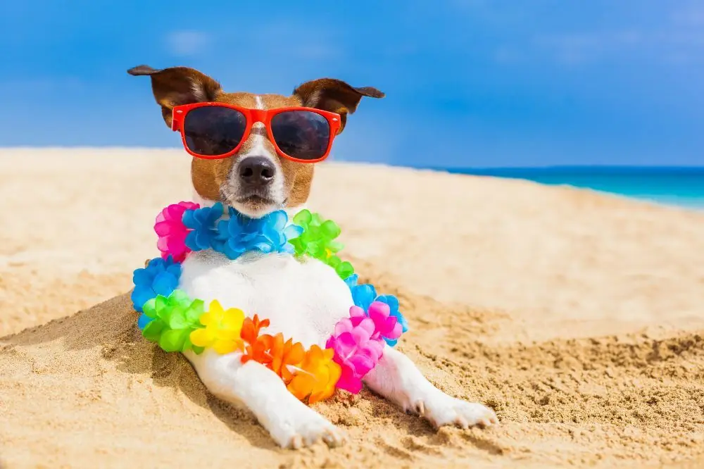Playas para perros en Andalucía
