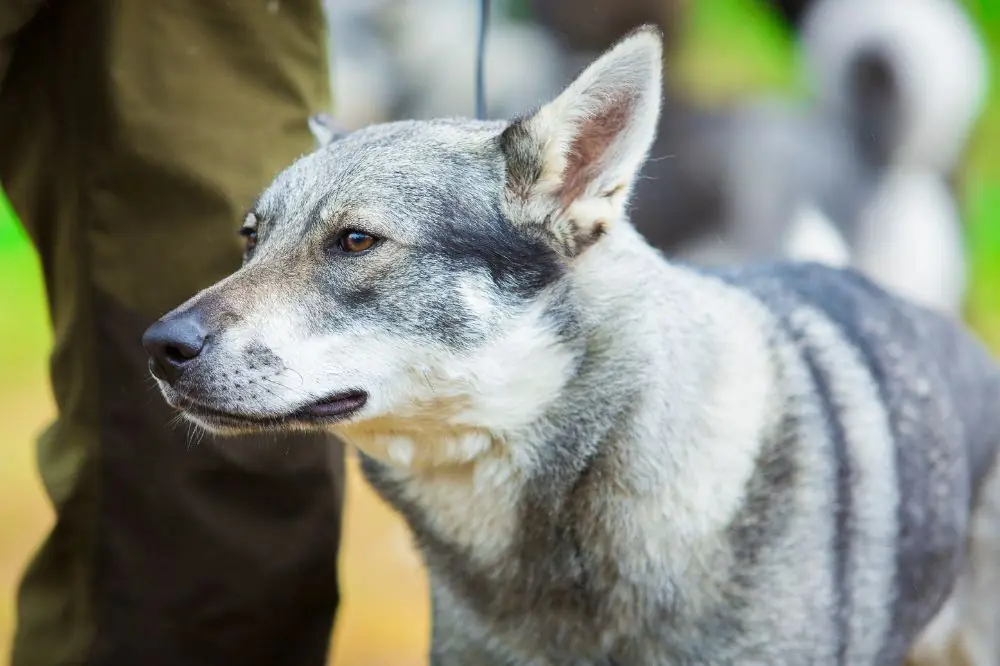 Competizioni canine