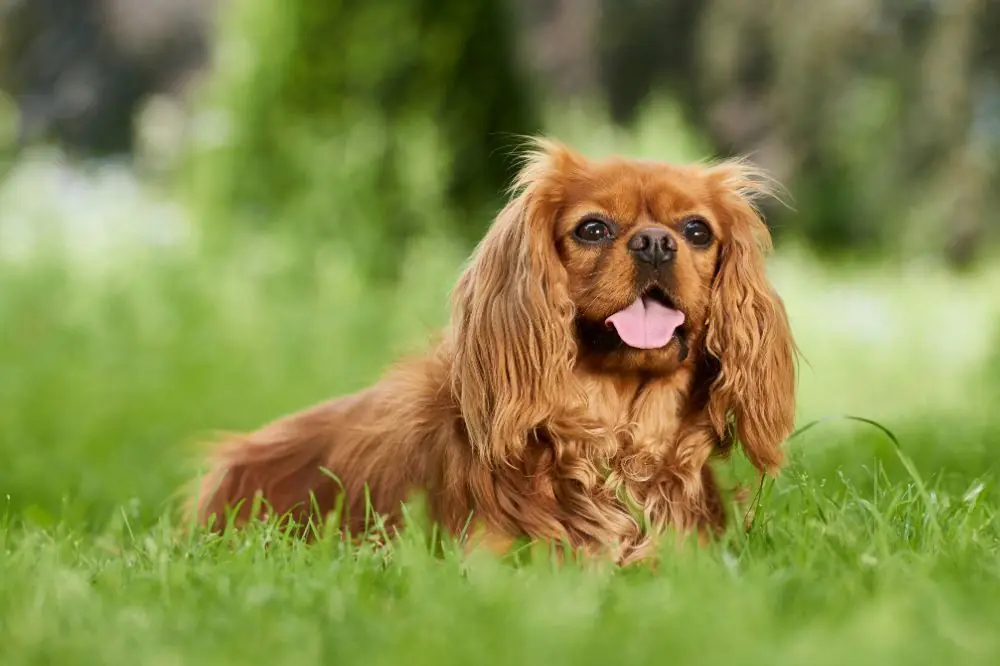 FAQ sur le Cavalier King Charles Spaniel