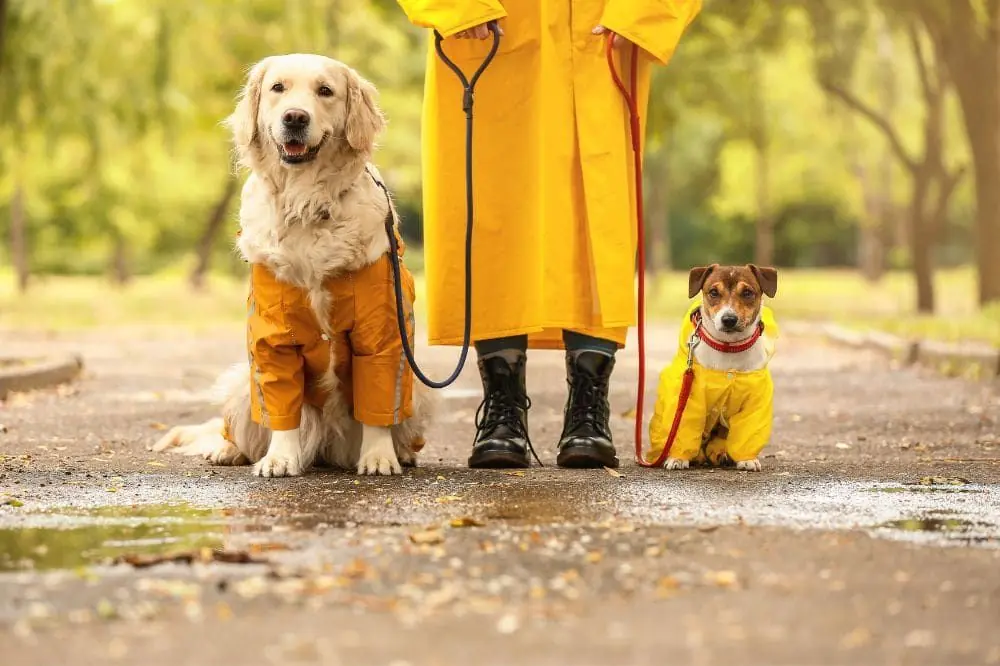 Prepara a tu perro para el frío: guía completa para cuidar a tu mascota en invierno