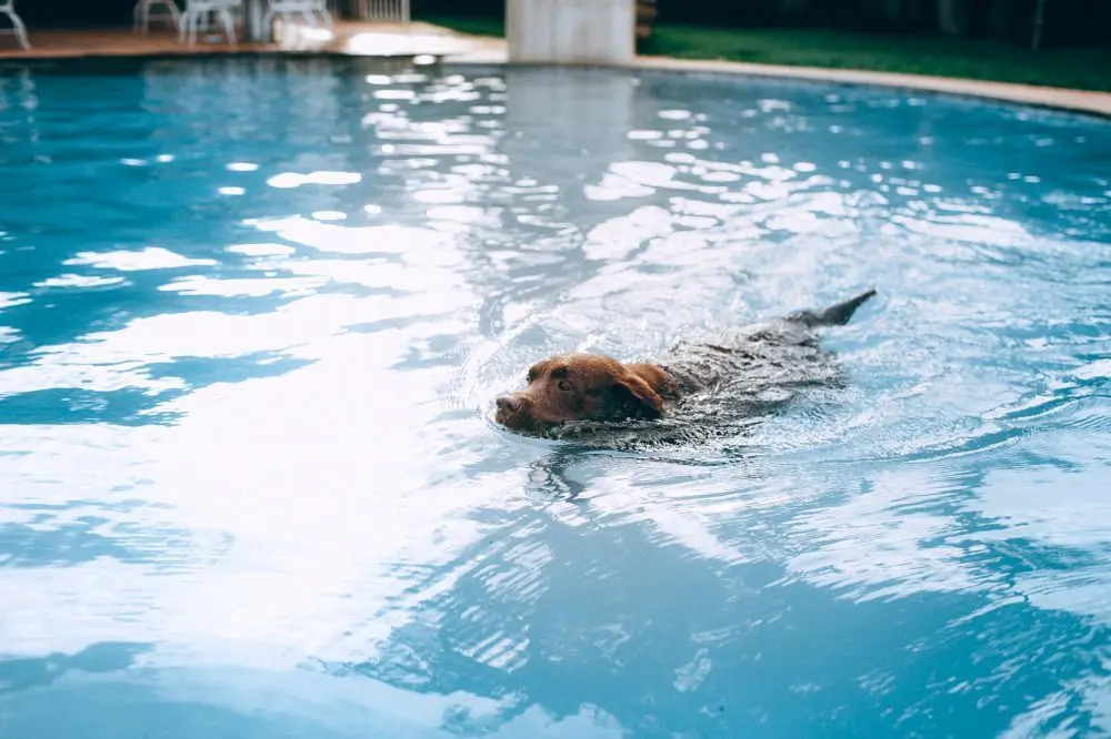 Preparativi per insegnare a nuotare al cane