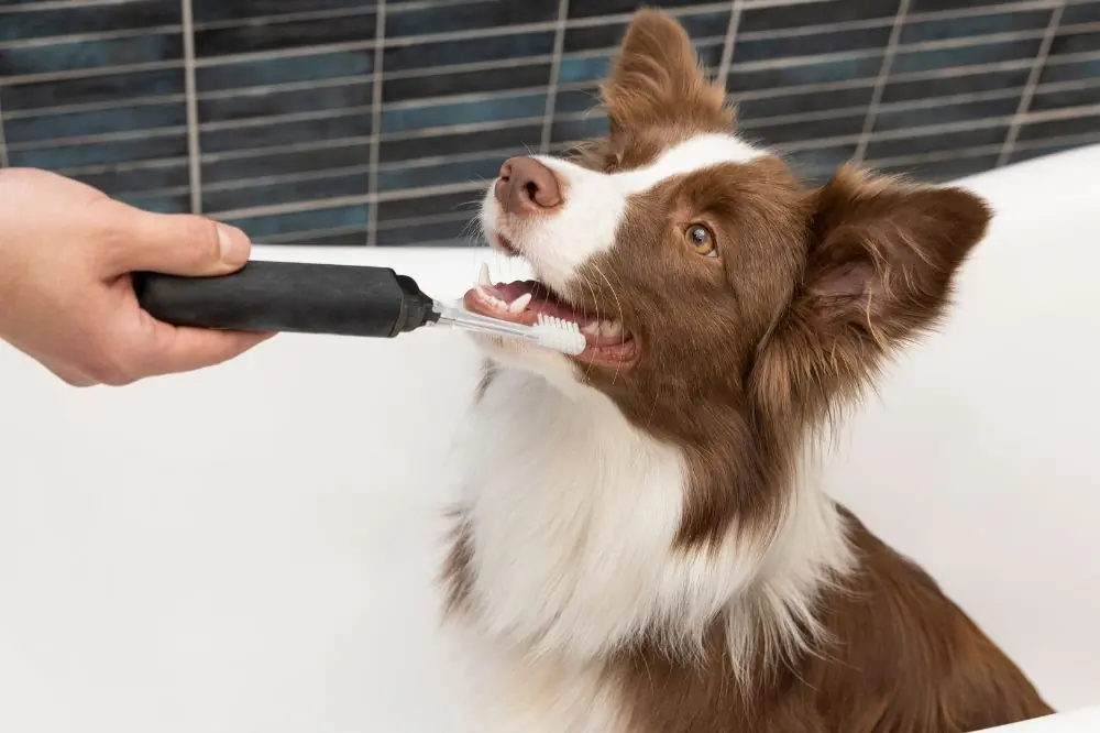 Estrategias efectivas para prevenir enfermedades dentales en perros.