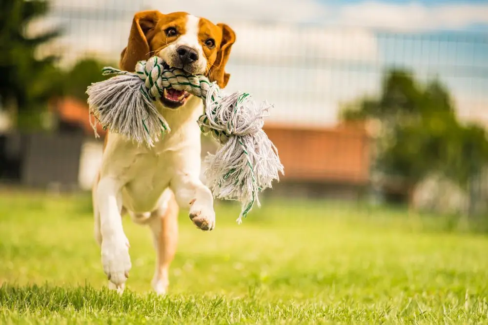 Métodos para prevenir la caries dental en perros.