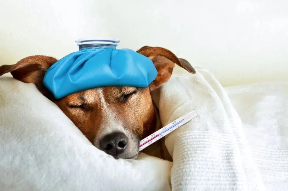 Prevenzione dell'ipotermia nei cani: guida completa per mantenere il tuo amico a quattro zampe sicuro e in salute