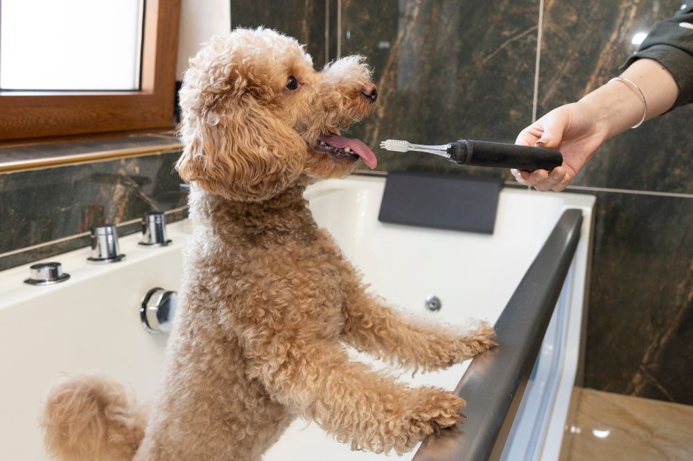 Medidas preventivas contra abscesos dentales en perros.