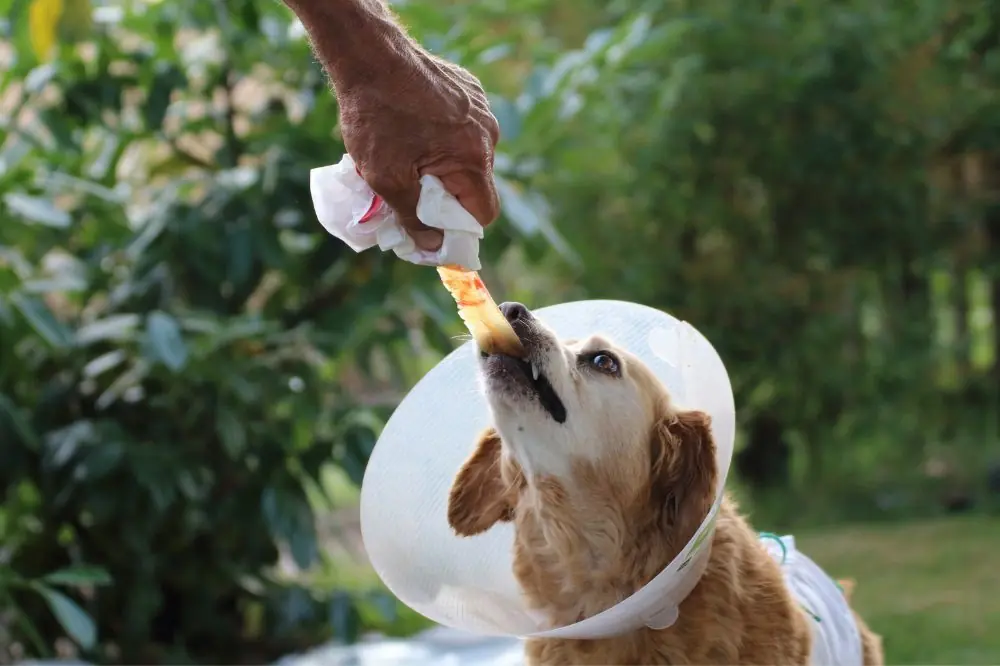 Medidas preventivas para evitar el pioderma en perros.