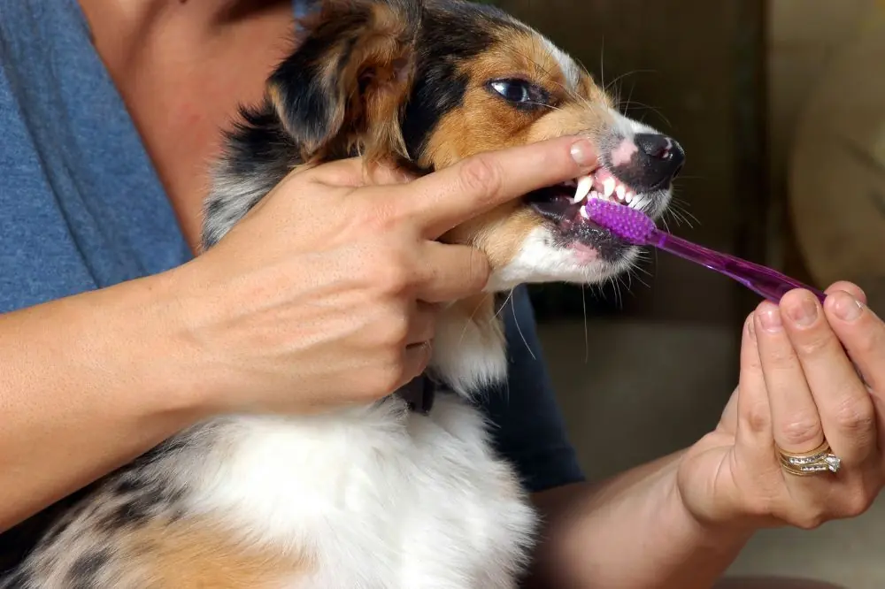 Prevención y cuidado integral de la salud dental canina.