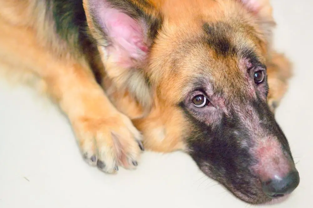 Principales enfermedades de la piel de los perros