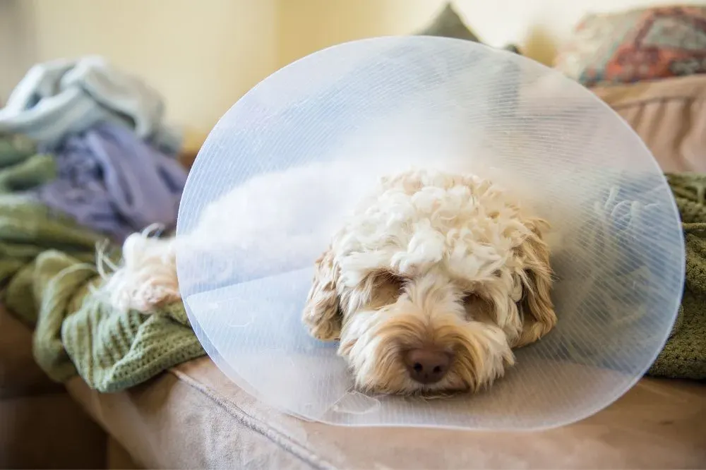 Quando è il momento migliore per sterilizzare o castrare il tuo cane?
